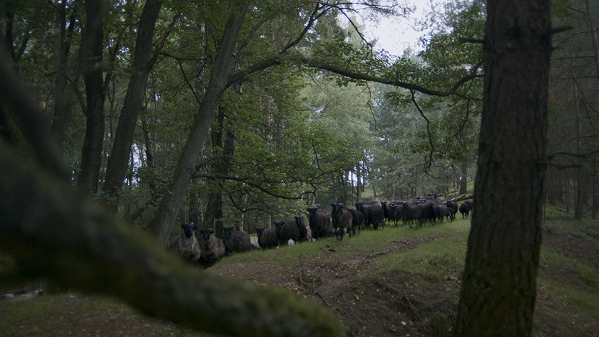 EIN SPIEL MIT DREI REGELN | Franz Kastner | Till Cöster